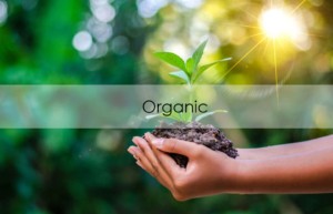 Everything Organic