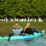 birdwatching on a canoe in a lake